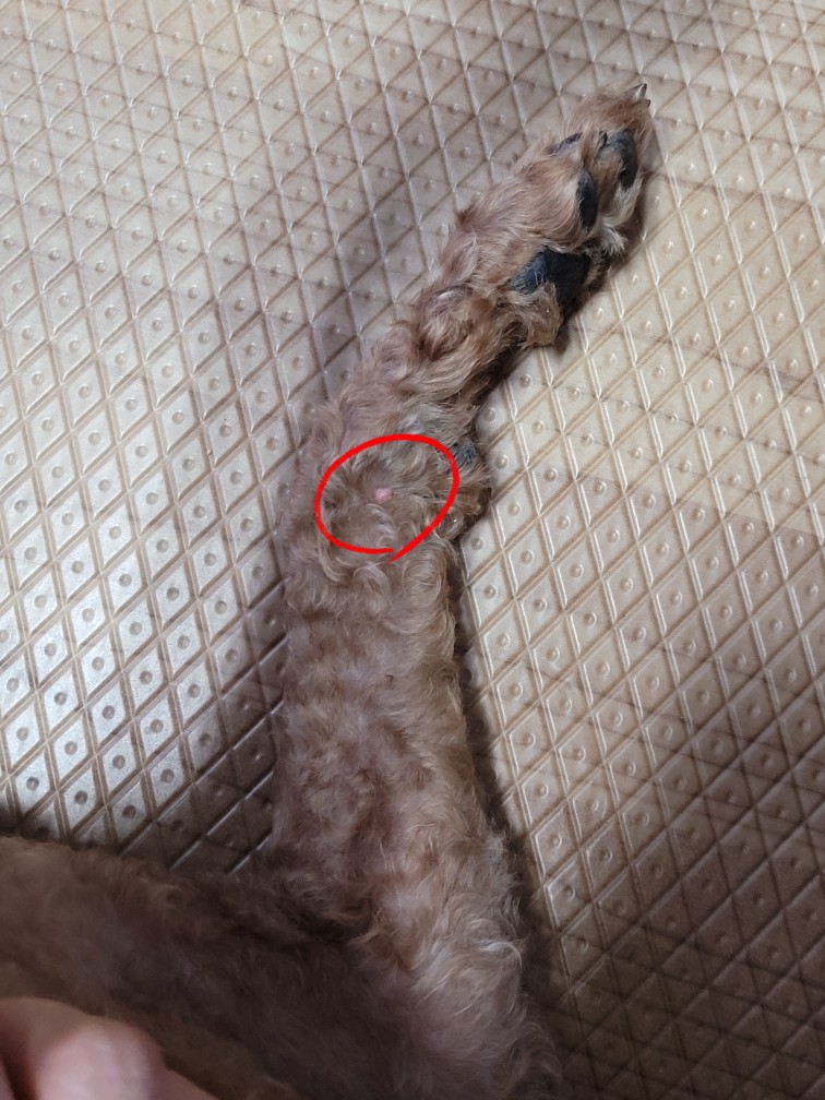 강아지 사마귀 쥐젖 