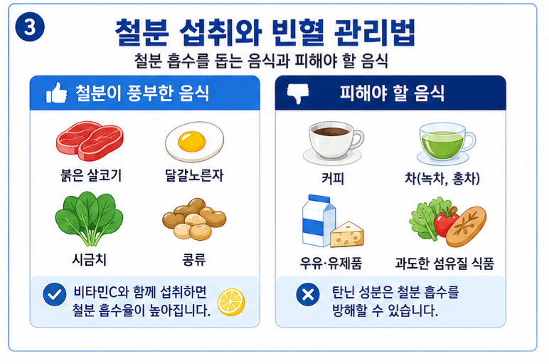 철분 많은 음식 빈혈 관리법