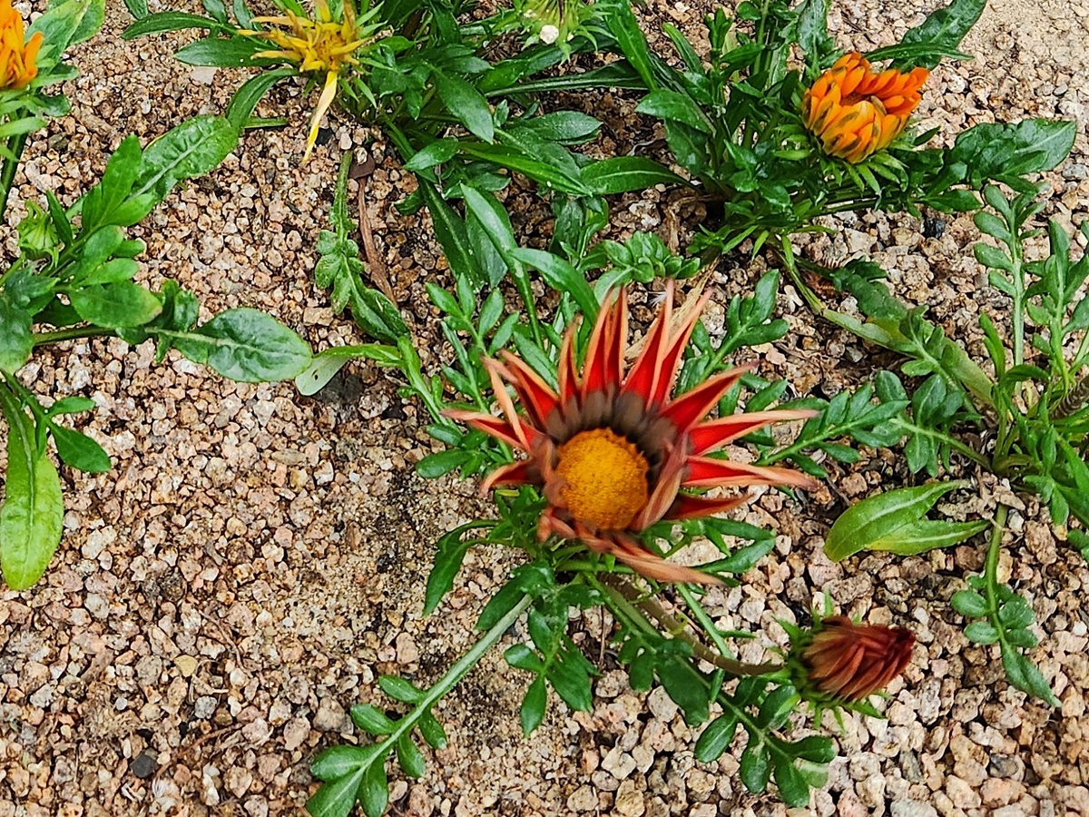 가자니아리겐스(태양국)