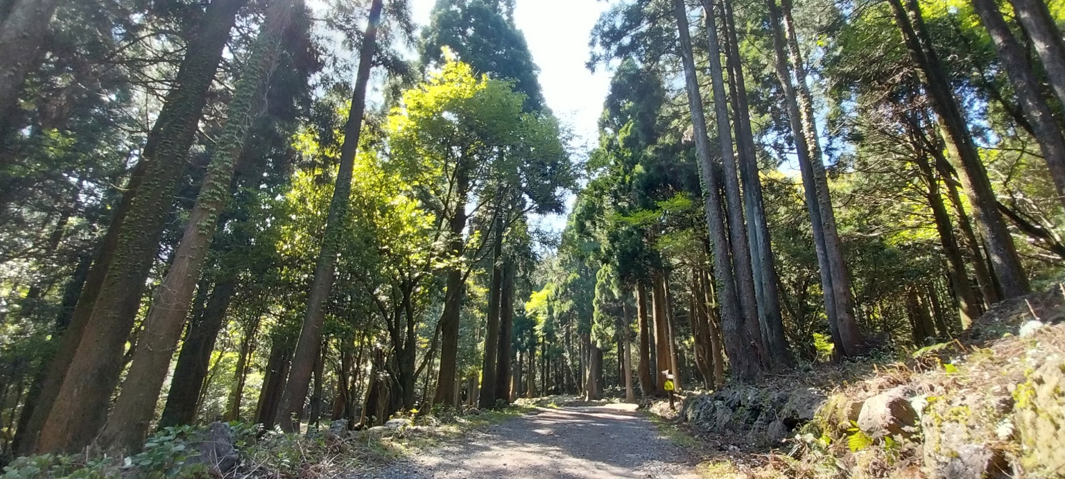 제주 치유의 숲