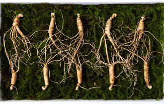 산양삼/출처:어도비스톡