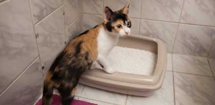 화장실과 삼색 고양이.