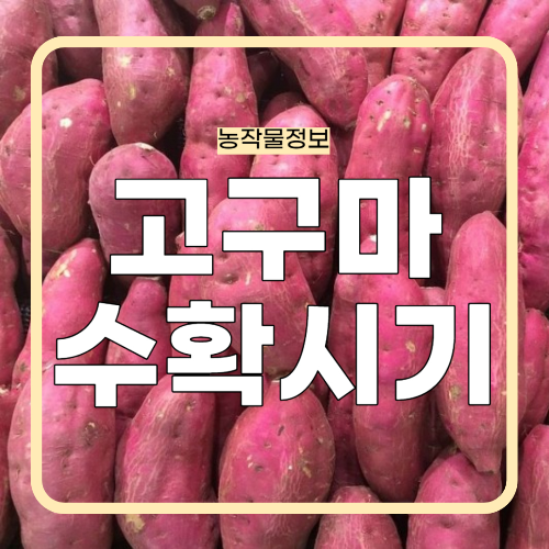 중부지방 고구마 수확 확정 시기 알아보기