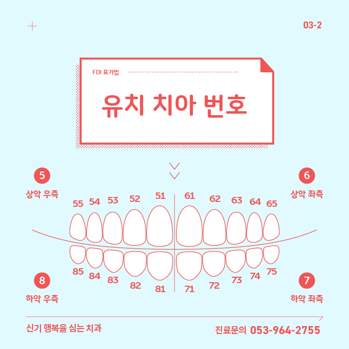 유치 치아번호