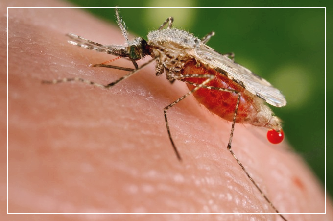 말라리아-증상