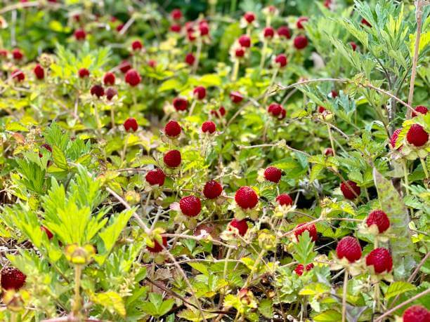 산딸기 효능 14가지&amp;#44; 칼로리&amp;#44; 종류&amp;#44; 재배기간 및 부작용&amp;#39;까지 참고하시기 바랍니다.