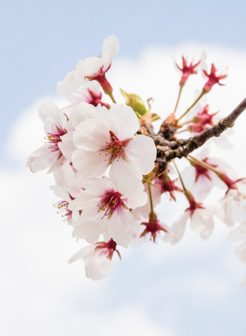 영등포 여의도 봄꽃축제 일정 장소 프로그램 주차 총정리
