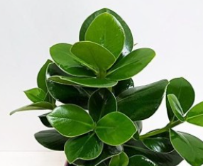 크루시아 크루시아 로지아(Curusia Rosea)키우기 실내정원의 보석 같은 식물 크루시아 알아보기