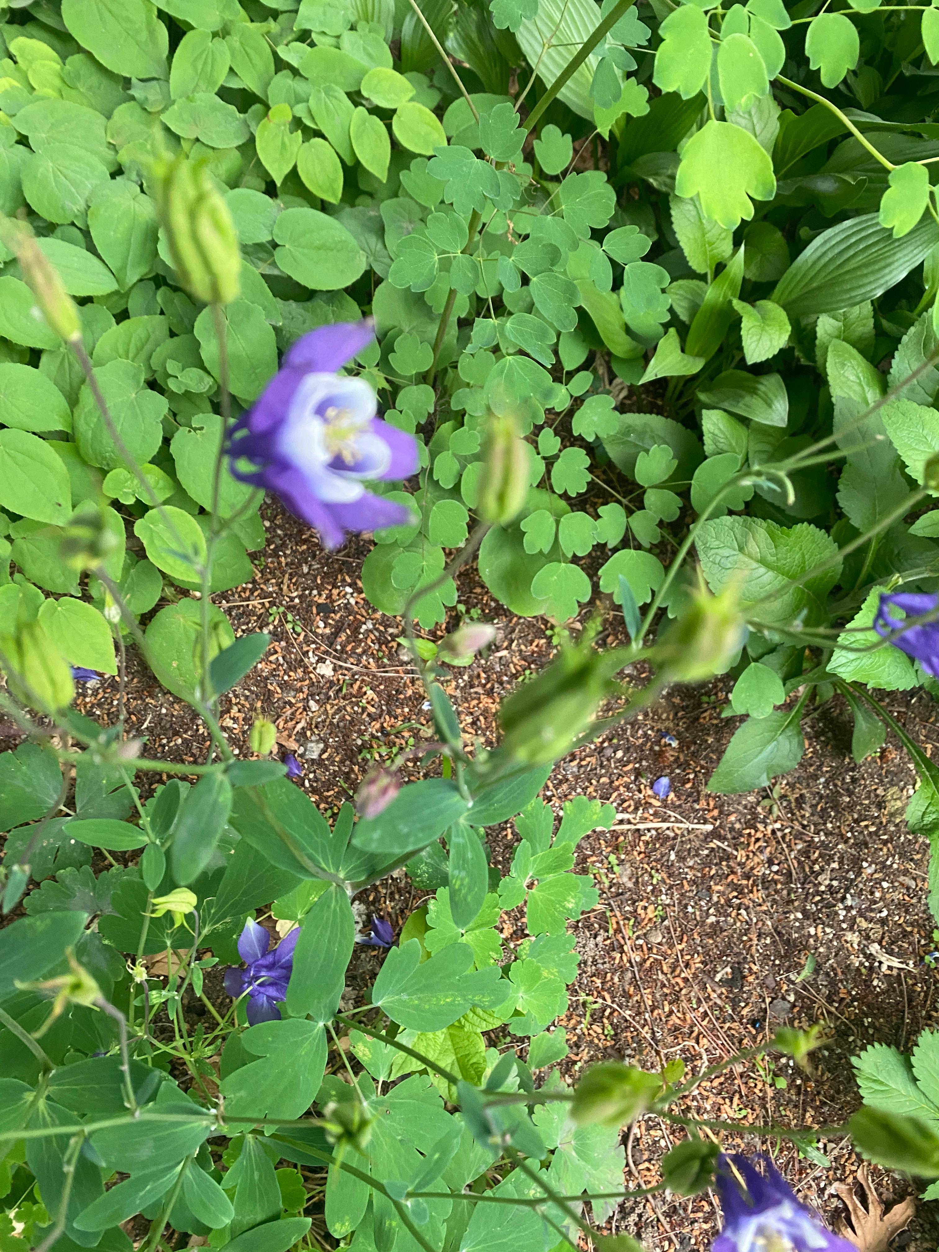 서울특별시 성북동 길상사