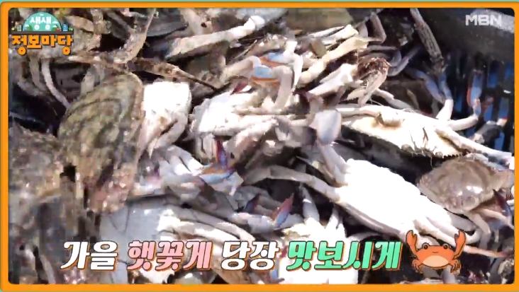 현장치GO 당장 꼭 맛봐야할 가을 햇꽃게 꽃게찜 꽃게탕 꽃게요리 한상 당진 삽교천 선주 직영 횟집 맛집 추천