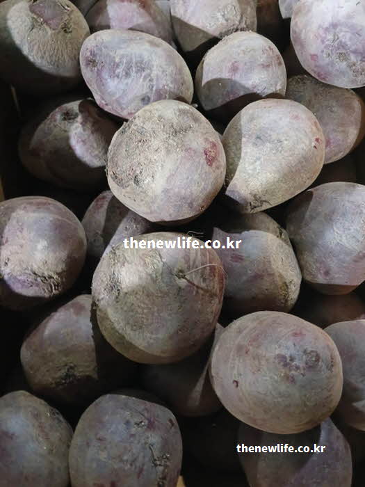 비트 효능 변비 예방 식이섬유