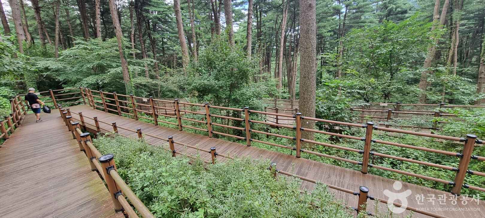 가평 잣향기 푸른숲