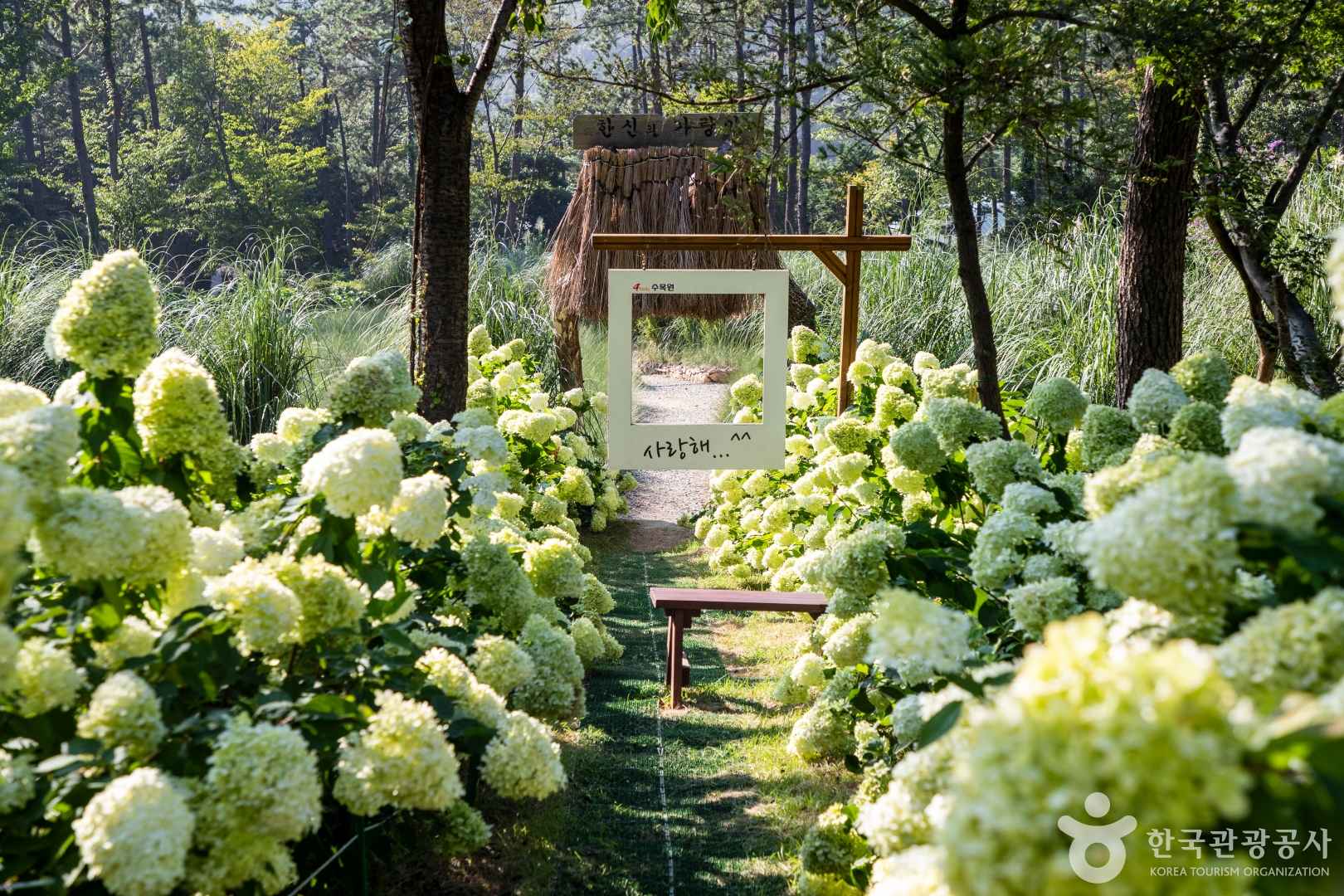 해남 포레스트 수목원 수국 축제