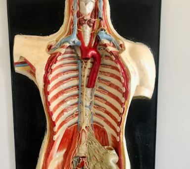 오른쪽 갈비뼈 아래 통증 원인 대처법