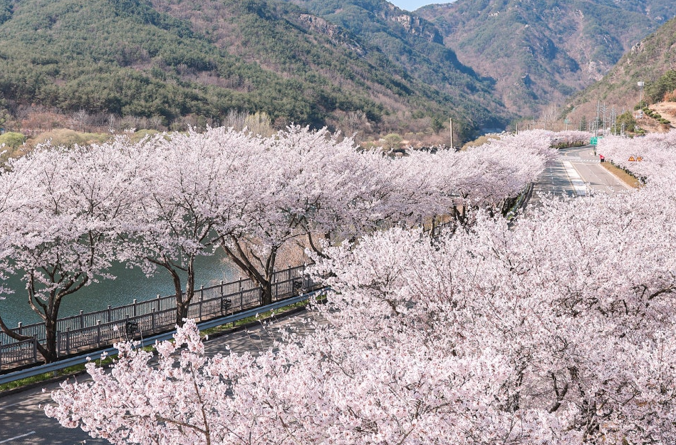 합천 백리벚꽃길