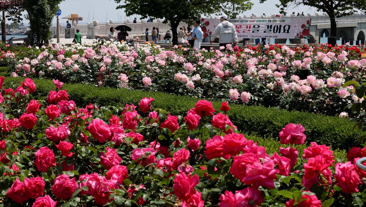 포항 영일대 장미원 완벽 가이드 (위치, 볼거리, 계절별 특징까지)