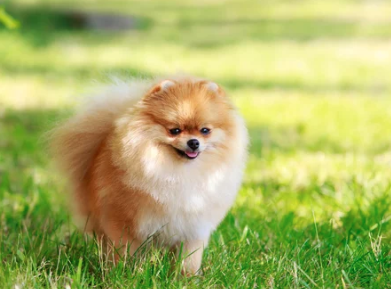 포메라니안/출처:어도비스톡