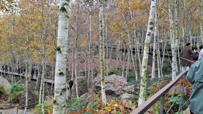 단풍명소_화담숲_자작나무숲