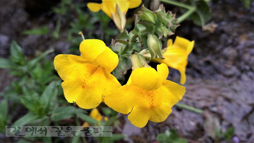 노랑원숭이꽃