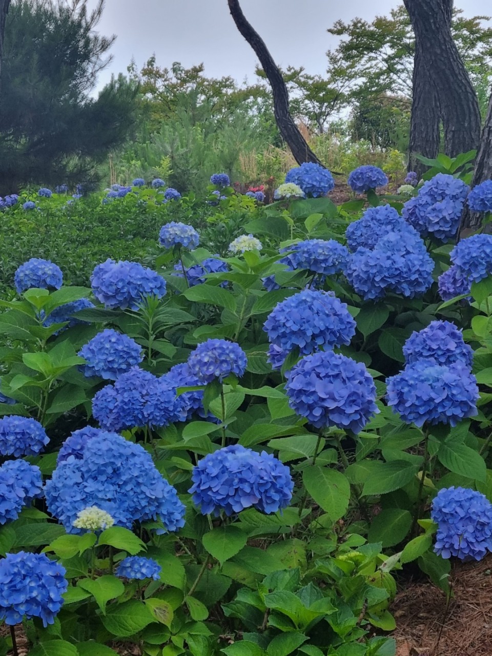 광주 비채카페 수국