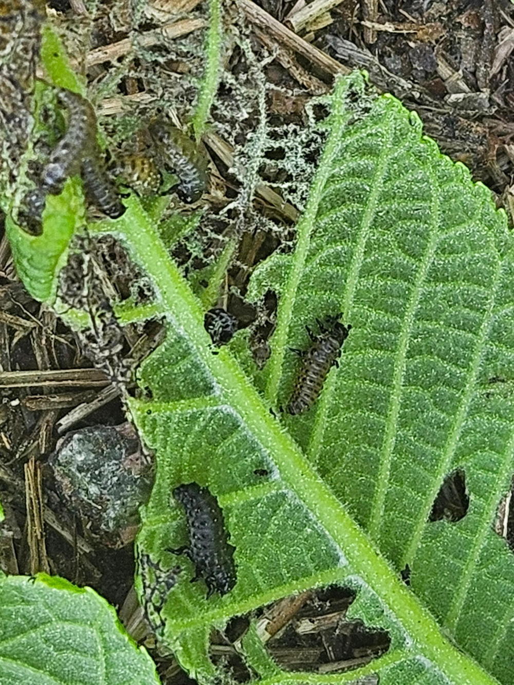 호두나무잎벌레 유충1