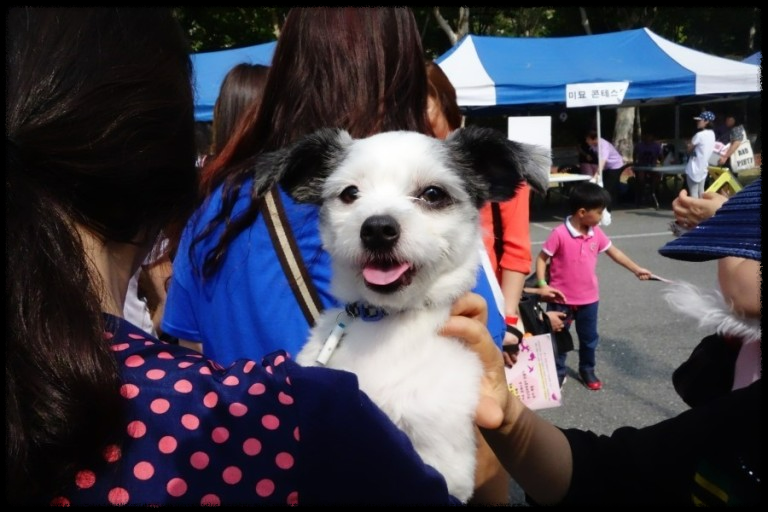 포항에서 반려동물과 함께하는 힐링 페스티벌&amp;#44; 놓치지 마세요!