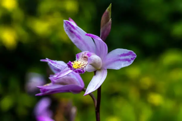 2025 전국 새우란축제 일정 코스 총정리