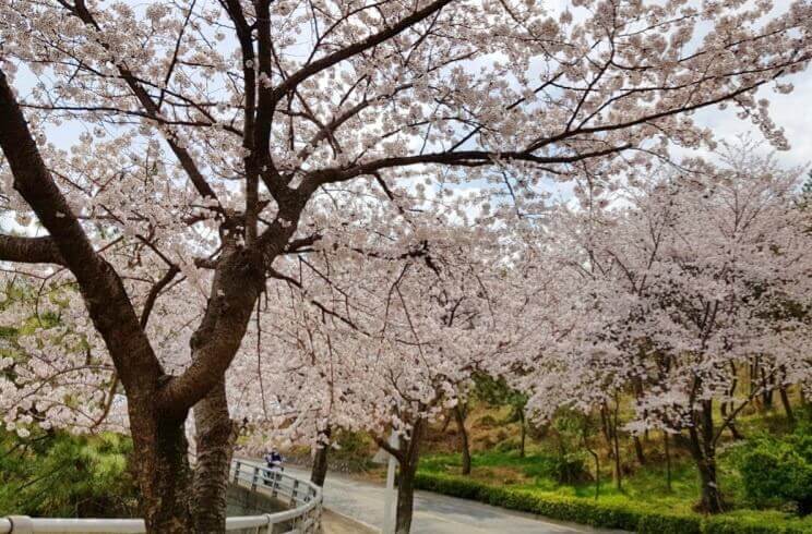벚꽃축제 /부산 벚꽃 드라이브 코스 /숨은 벚꽃명소