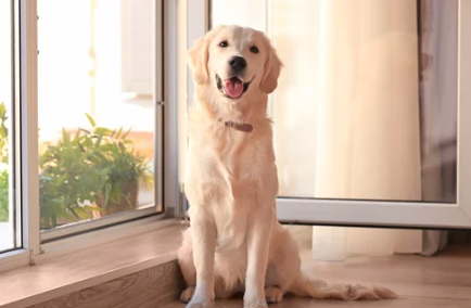 Golden Retriever/출처:어도비스톡