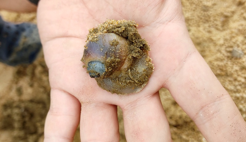 루나군 손위에 엄청큰 골뱅이