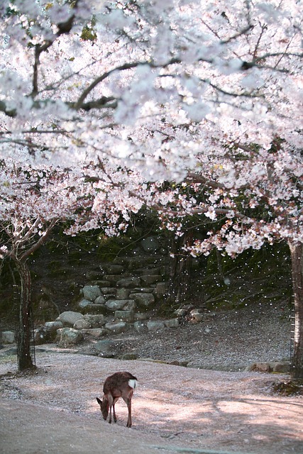 일본 나라 공원의 사슴과 벚꽃