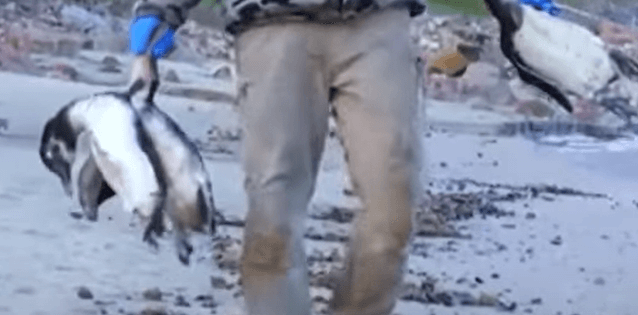 우루과이 펭귄 떼죽음