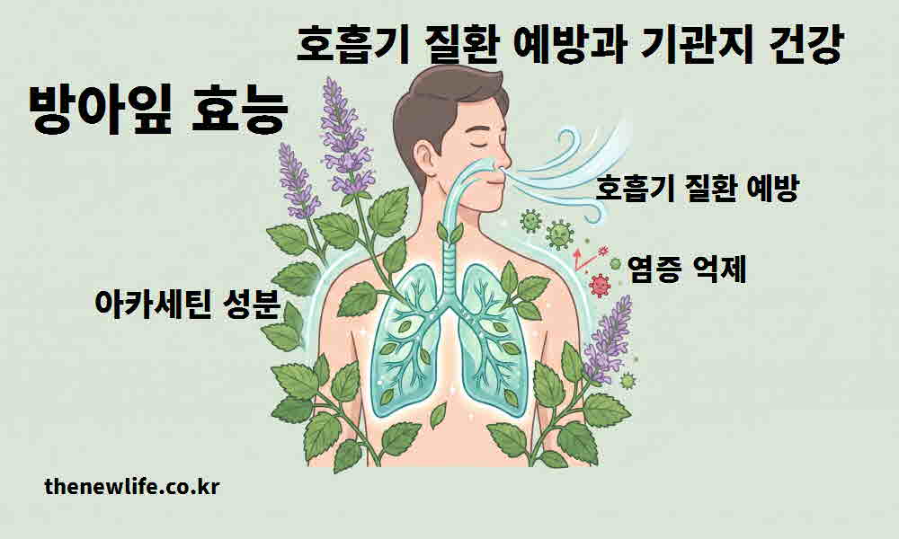 방아잎 효능 호흡기 질환 예방 기관지 건강