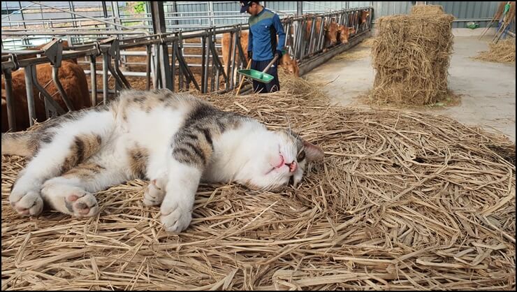 건초더미-위에서-널부러져-있는-고양이