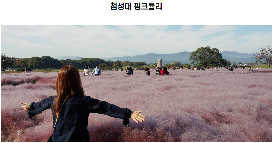 2024 핑크뮬리 축제와 개화시기, 명소 추천 Best 10-첨성대