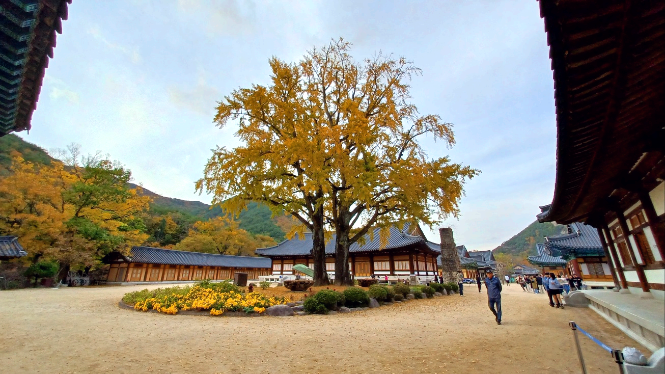 운문사 은행나무