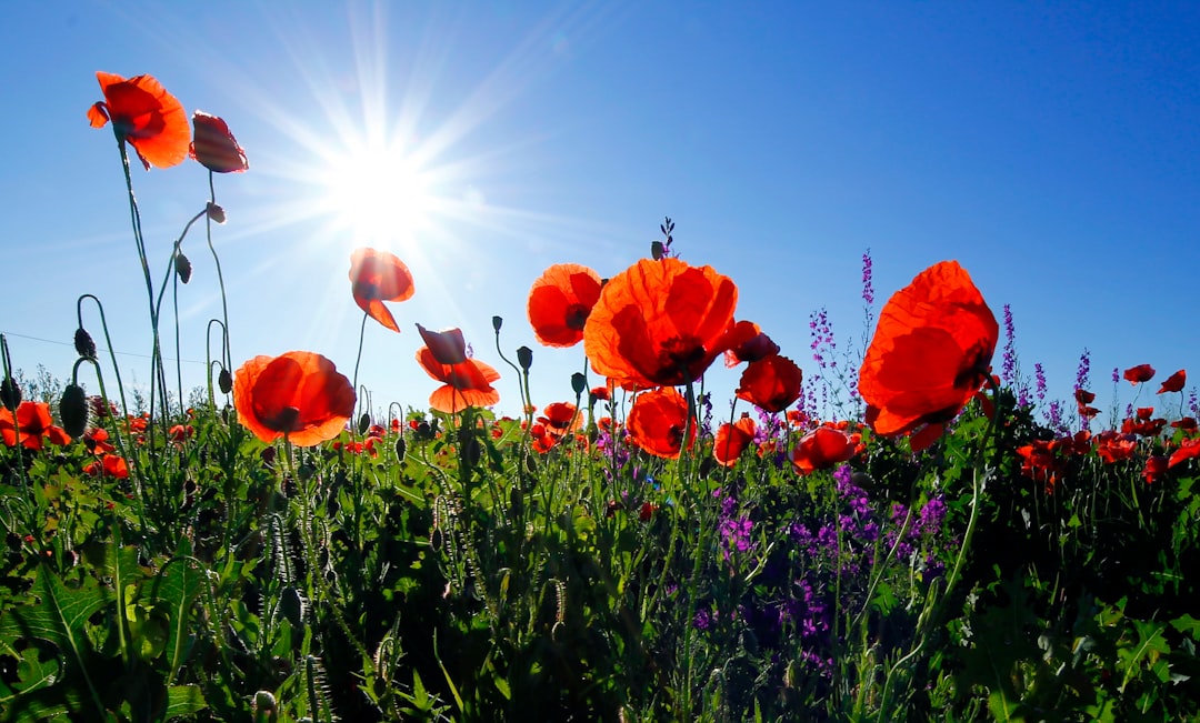 Poppy