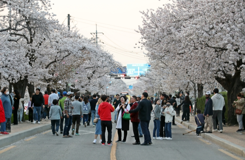 전북 벚꽃 축제 유명한 곳 총정리