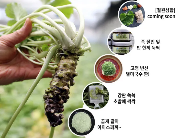 냉이 재배 가을 파종 월동 보온 봄 수확_3