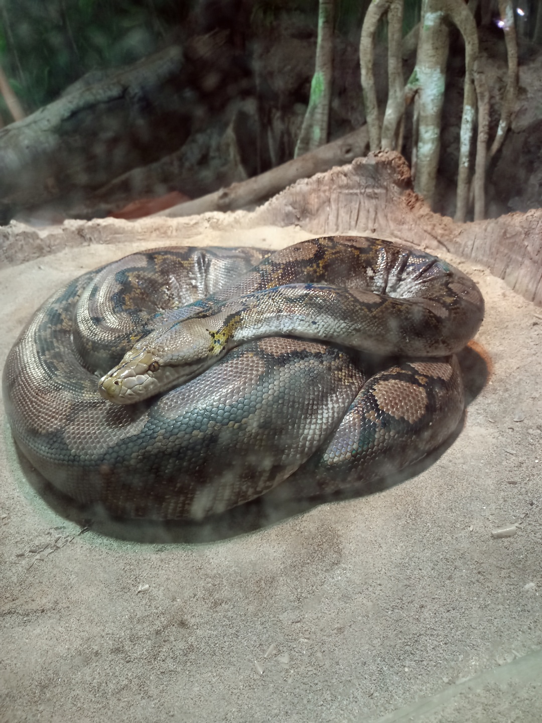 나다 토론토 동물원
