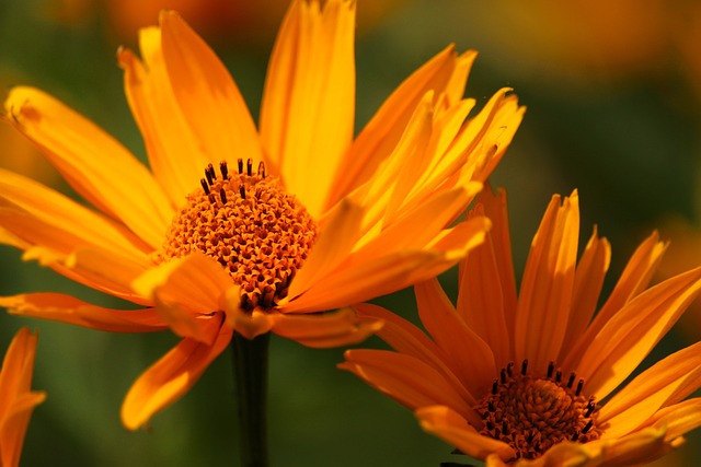 태백천상의산나물축제일정
