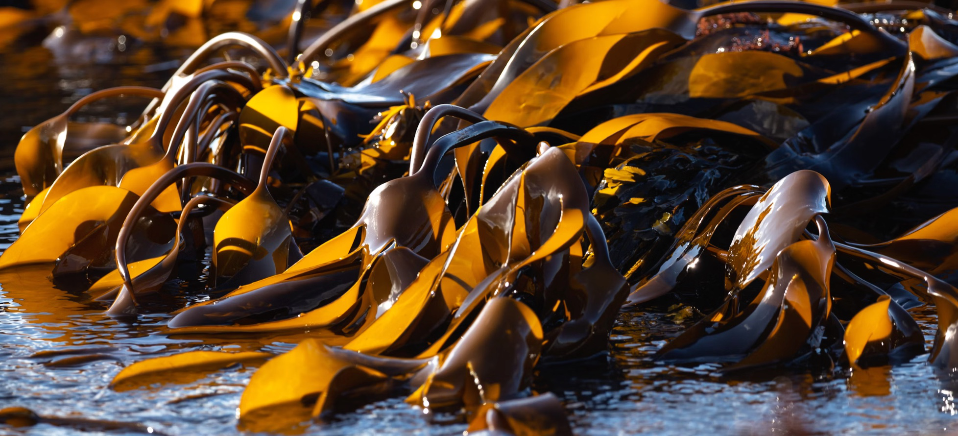 타우린 많은 음식