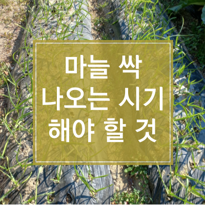 마늘싹 나오는 시기 해야할 것 썸네일
