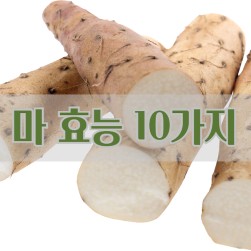 마 효능