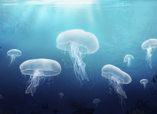 해파리에 쏘였을 때 대처법 경험담과 응급처치 방법