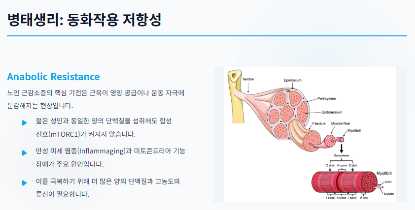 노화 등으로 인해 단백질 합성과 같은 동화작용 반응이 둔화되어 근육량과 근력 감소를 유발하는 상태