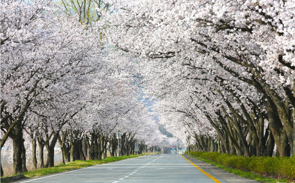 [경남 합천 여행]벚꽃 따라 걷다 보면, 해인사에 도착합니다.