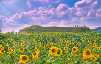 태백 해바라기축제