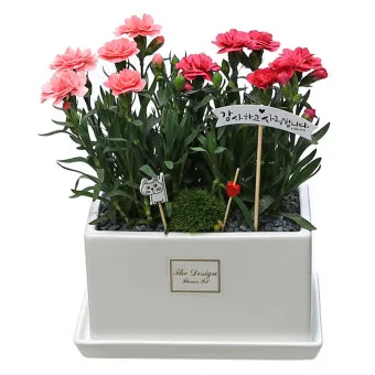 카네이션 화분 키우는 방법 생화 꽃바구니 관리_13