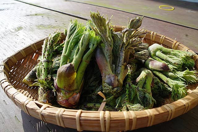 봄나물 두릅 효능 총정리 (유래, 영양선분, 건강효능, 섭취법)